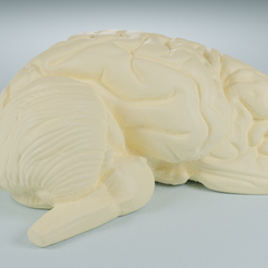 Half_Brain_1.png Файл STL Anatomic Half of Brain Slice・3D-печатная модель для загрузки
