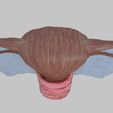 uterus-3d-model-obj-3ds-fbx-blend-2.jpg Uterus human 3D model