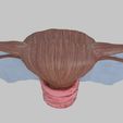 uterus-3d-model-obj-3ds-fbx-blend-2.jpg Modelo 3D de útero humano