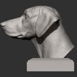 rhodesian-ridgeback-bust5.jpg Rhodesian ridgeback bust 3D print model
