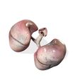 6.jpg LUNGS ANATOMY HEART EYE THORAX TRACHEA TONGUE PULMON LUNGS KIDNEYS LIVER DOWNLOAD 3D MODEL PRINTING THROAT