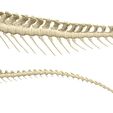 tail-parts.jpg Carnotaurus Skeleton 1:12 scale