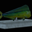 Base-mahi-mahi-10.png fish mahi mahi / common dolphin fish statue detailed texture for 3d printing