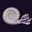 01.jpg nautilus snail