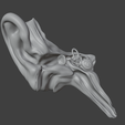 8.png 3D Model Ear Cross Section