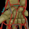 ps11.jpg Upper limb arteries axilla arm forearm 3D model