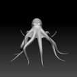 oct2.jpg Octopus