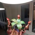 20230120_194531.jpg make a nepenthes carnivorous plant