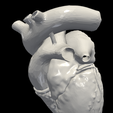 8.png 3D Model of Heart (2.3.4.5 chamber view) - 4 pack