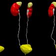 3.jpg 3D Model of Urinary System v2