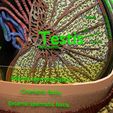 file-16.jpg testis with covering layers 3D model