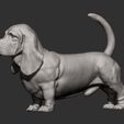 basset-hound11.jpg 3D-Datei Basset Hound 3D-Druckmodell・3D-druckbares Modell zum Herunterladen