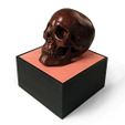 three quarter view 500px.jpg Anatomical Human Male Skull
