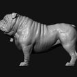 06.jpg Bulldog model 3D print model