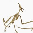 17.jpg Complete Pteranodon