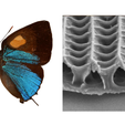 mariposa.png Textile inspired by the micro-scales of butterfly wings