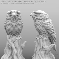 Tawny Frogmouth Patreon Release.jpg Тощий лягушатник