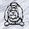 Sin-título.jpg MALTESE LAPDOG DOG WALL DECORATION WALL DECORATION PET DOG DECO WALL HOUSE PET REALISTIC ANIMAL ORNAMENT LOVE DOGS