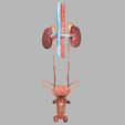 1200ax-1.jpg Genito-urinary tract male 3D model 3D model