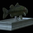 Bass-mount-statue-12.png fish Largemouth Bass / Micropterus salmoides open mouth statue detailed texture for 3d printing