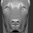 16.jpg Dobermann head for 3D printing