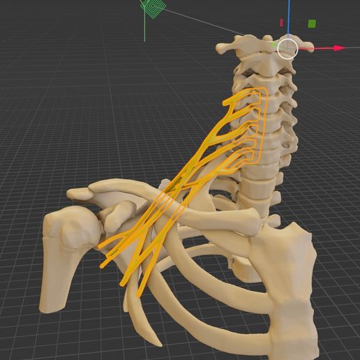 brachial-plexus-with-bones2.jpg Modelo educativo sobre el plexo braquial