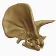 09.jpg Triceratops: Skull and Body