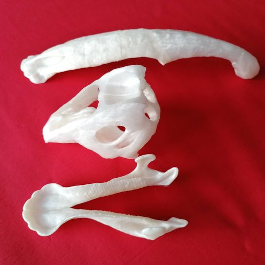 IMG_20201031_153726.jpg Fichier STL Crâne de dinosaure - Parasaurolophus・Plan imprimable en 3D à télécharger, Think3dprint