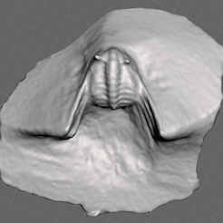 Screenshot-10.png Fichier OBJ Odontopleridae Trilobite・Plan pour impression 3D à télécharger