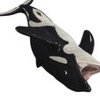 6.jpg ORCA Killer Whale Dolphin FISH sea CREATURE 3D ANIMATED RIGGED MODEL
