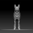 ZBrush-Documfdfd.jpg German Shepherd Dog