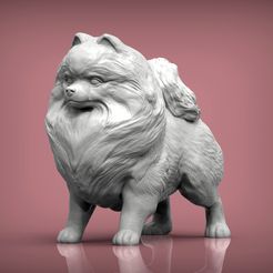 Pomeranian1.jpg 3D-Datei Pomeranian 3D-Druck Modell・Modell zum Herunterladen und 3D-Drucken