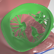 heart,-cardiac,-left,-right,-atrium,-ventricle,-coronary,-artery,-vein,-vena-cava,-aorta,-pulmonary,.png Ultra Realistic High-Resolution 3D Normal Heart Model with Aorta, Pulmonary Artery & Vein, Coronary Artery & Vein, Pulmonary & Aortic Valves, Mitral Valve, and Tricuspid Valve