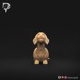 Dachshund-Miniature-Wire-Haired-Pose-08-Dog-3D-Print-10s.jpeg Dackel Miniatur Drahthaar Pose 08
