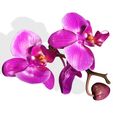 0.jpg Orquídea Pink Phalaenopsis Orchid FLOWER Kasituny Orchid 3D MODEL butterfly Orquídea rosada ROSSE CHARMANDER BULBASAUR