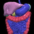 13.png 3D Model of Gastrointestinal Tract with Bones