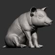 Baby-pig-sitting7.jpg Baby pig sitting 3D print model