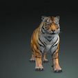 0_00001.png TIGER DOWNLOAD Bengal TIGER 3d model animated for blender-fbx-unity-maya-unreal-c4d-3ds max - 3D printing TIGER CAT CAT