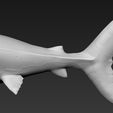 09.jpg Great white shark