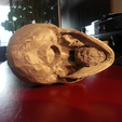 Capture d’écran 2017-07-26 à 11.30.30.png Free STL file Human Skull・3D print model to download