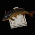 common-carp-trophy-2-2-1-14.png COMMON CARP (CYPRINUS CARPIO) fish in motion trophy statue detailed texture for 3d printing