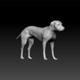 dog1-2.jpg pitbull Dog 3d model for 3d print
