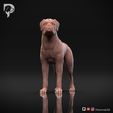 Boxer-Pose-02-Dog-3D-Print-10s.jpeg Chien Boxer Modèle imprimé en 3D Pose 02