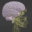 CRANIAL-NERVES-11.png 3D Cranial nerves & Facial Skull Model