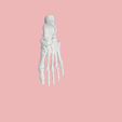 10.png SKELETON OF THE LEFT FOOT 3d SEGMENTED MODEL