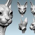 05.jpg Cat sphynx  Head