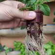 IMG_20240527_153811.jpg hydrosystem basket