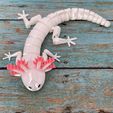 IMG_3996.jpg Free STL file ARTICULATED AXOLOTL - PRINT-IN-PLACE ARTICULATED REALISTIC AXOLOTL・3D printable model to download