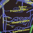 PSfinal0036.jpg Human venous system schematic 3D