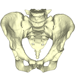 1.png Archivo STL pelvis・Plan de impresión en 3D para descargar